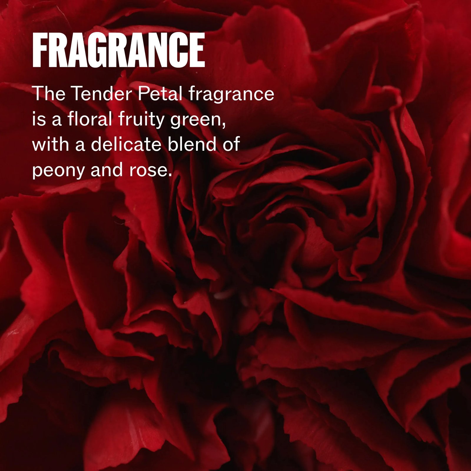 Wella-Professionals_Ultimate-North-Star_Fragrance (1)
